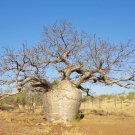 Australian Baobab 5 Seeds Adansonia gregorii Australian Baobab 5 Seeds Adansonia gregorii