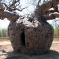Australian Baobab  5 Seeds  Adansonia gregorii