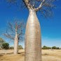 Australian Baobab  5 Seeds  Adansonia gregorii