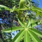 Australian Baobab  5 Seeds  Adansonia gregorii