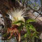 Australian Baobab  5 Seeds  Adansonia gregorii