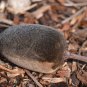 Australian Baobab  5 Seeds  Adansonia gregorii