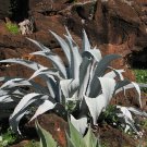 Majestic Agave  25 Seeds  Agave franzosinii