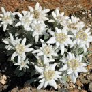 Edelweiss 100 Seeds Leontopodium nivale Edelweiss 100 Seeds Leontopodium nivale