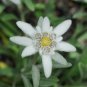 Edelweiss 100 Seeds Leontopodium nivale