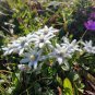 Edelweiss 100 Seeds Leontopodium nivale
