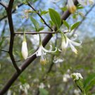 American Snowbell 20 Seeds Styrax americanus