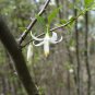 American Snowbell 20 Seeds Styrax americanus