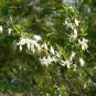 American Snowbell 20 Seeds Styrax americanus