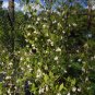 American Snowbell 20 Seeds Styrax americanus