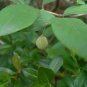 American Snowbell 20 Seeds Styrax americanus