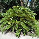 Cardboard Palm Cycad Zamia furfuracea 10 Seeds Cardboard Palm Cycad Zamia furfuracea 10 Seeds