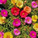 Moss Rose  Double Mix  100 Seeds  Portulaca grandiflora