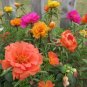 Moss Rose Double Mix 100 Seeds Portulaca grandiflora