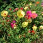 Moss Rose Double Mix 100 Seeds Portulaca grandiflora