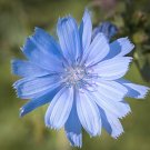 Chicory 2700 Seeds 1/10 Oz Cichorium intybus Chicory 2700 Seeds 1/10 Oz Cichorium intybus