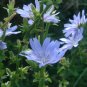 Chicory 2700 Seeds 1/10 Oz Cichorium intybus