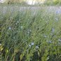 Chicory 2700 Seeds 1/10 Oz Cichorium intybus