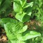 Chicory 2700 Seeds 1/10 Oz Cichorium intybus