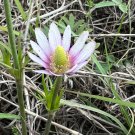 Tenpetal Anemone Thimbleweed Anemone berlandieri 20 Seeds
