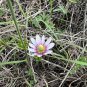 Tenpetal Anemone Thimbleweed Anemone berlandieri 20 Seeds