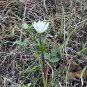 Tenpetal Anemone Thimbleweed Anemone berlandieri 20 Seeds