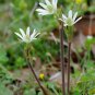 Tenpetal Anemone Thimbleweed Anemone berlandieri 20 Seeds