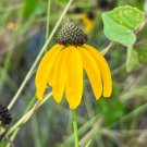 Mohr's Coneflower Rudbeckia mohrii 10 Seeds