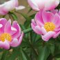 Chinese Peony 10 Seeds Paeonia lactiflora