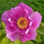 Chinese Peony 10 Seeds Paeonia lactiflora