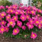 Chinese Peony 10 Seeds Paeonia lactiflora