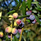 Olive Tree Olea europaea 20 Seeds Olive Tree Olea europaea 20 Seeds