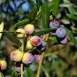 Olive Tree Olea europaea 20 Seeds