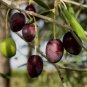 Olive Tree Olea europaea 20 Seeds