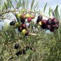 Olive Tree Olea europaea 20 Seeds