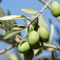 Olive Tree Olea europaea 20 Seeds