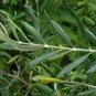 Olive Tree Olea europaea 20 Seeds