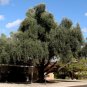Olive Tree Olea europaea 20 Seeds
