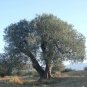 Olive Tree Olea europaea 20 Seeds
