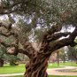 Olive Tree Olea europaea 20 Seeds