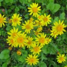 Golden Ragwort Golden Groundsel Senecio aureus  20 Seeds