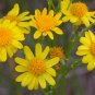 Golden Ragwort Golden Groundsel Senecio aureus  20 Seeds
