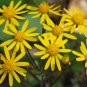 Golden Ragwort Golden Groundsel Senecio aureus  20 Seeds