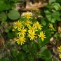 Golden Ragwort Golden Groundsel Senecio aureus  20 Seeds