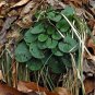 Golden Ragwort Golden Groundsel Senecio aureus  20 Seeds