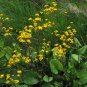 Golden Ragwort Golden Groundsel Senecio aureus  20 Seeds