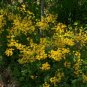 Golden Ragwort Golden Groundsel Senecio aureus  20 Seeds