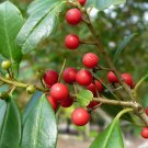 Topal Holly Evergreen Tree Ilex attenuata 20 Seeds