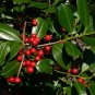 Topal Holly Evergreen Tree Ilex attenuata 20 Seeds