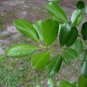 Topal Holly Evergreen Tree Ilex attenuata 20 Seeds